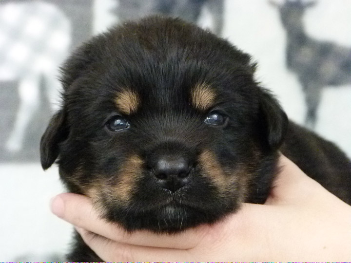 chinook puppy